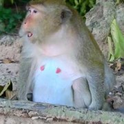 猴孕期多久（猴孕期多长时间）