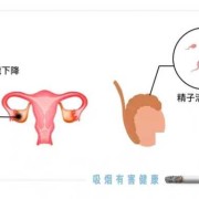 孕前吸烟对胎儿的影响（孕前吸烟对胎儿的影响大吗）