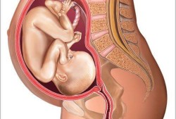 38周的宝宝在肚子里什么样,怀孕38周胎儿真实图片欣赏