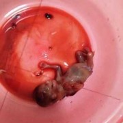 引产时胎儿为什么会死（20 小牛犊死在大牛肚子里该怎么办）