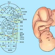 胎儿耳廓发育时间（胎儿耳廓发育时间多长）