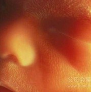 怀孕一个月的肚子有多大？应该没一点肚子吧,一个月的胎儿有多大图片