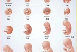 胎儿发育比实际孕周偏大2周,对胎儿有影响吗,胎儿偏大两周会提前生吗