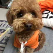 狗狗怀孕六十天还没生,今天吃了两个鸡腿桃子没红肿,狗孕期吃什么好