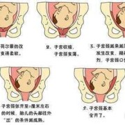 自然分娩胎儿从哪里出来,胎儿分娩的七个步骤示意图