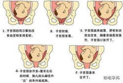 自然分娩胎儿从哪里出来,胎儿分娩的七个步骤示意图