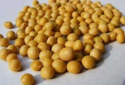 怀孕吃大豆对胎儿好处（怀孕吃大豆对胎儿好处有哪些）