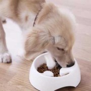 狗狗孕期吃什么好（狗狗孕期吃什么好消化）