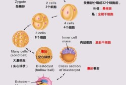 胎儿分化期（胎儿分化期）