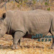 孕期最长的哺乳动物（孕期最长的哺乳动物是什么）