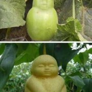 怀孕能吃人参果吗,安胎之王是哪个水果