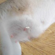 柴犬孕期（柴犬孕期多少天生产）