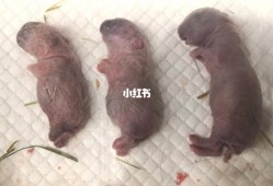侏儒兔花生胎是什么意思,侏儒症胎儿在肚子里能检查出来吗