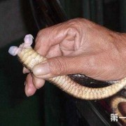 蛇的怀孕期（蛇的怀孕期是多长时间）