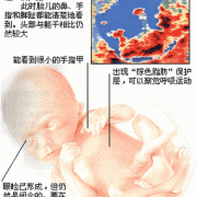 怀孕6个月胎儿多重（6周的胎儿有多大？怀孕六周有胎芽了吗）
