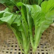 孕期可以吃芥菜吗（孕期可以吃芥菜吗早期）