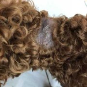 泰迪犬脖子后小块皮肤变硬增厚,胎儿颈部增厚消失怎么回事