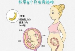 二十九周胎儿发育图（二十九周胎儿发育图片）