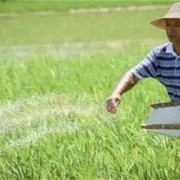 水稻孕期（水稻孕期能不能施肥）
