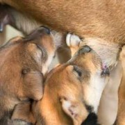 孕妇接触狗狗对胎儿有影响吗（孕妇接触狗狗对胎儿有影响吗）