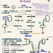 泌尿系统感染的检查方法,胎儿泌尿系统怎么检查最准确