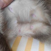 牛，羊，猪，狗，猫的孕期各是多少天,易孕期几天同房一次有利于怀孕