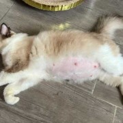 猫的孕期（猫的孕期是多少天）
