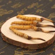 孕期可以吃虫草吗（孕期可以吃虫草吗?）
