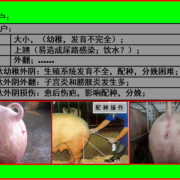 怎样分辨公猪与母猪肉,胎儿腹围标准切面内,不包括下列哪种结构( )