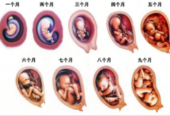 胎儿不正怎么办（胎儿不动的时候在干嘛？第一次怀孕不知道该怎么办）