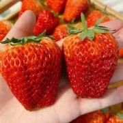 孕期吃草莓（孕期吃草莓的好处与功效）