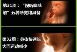 为什么胎儿晚上动的厉害（怀孕19周胎动有规律吗？怎么感觉我家宝宝总是晚上的时候在动）