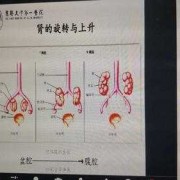 融合肾是什么意思,胎儿融合肾是什么意思