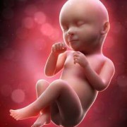39周胎儿在肚子里图片（39周胎儿在肚子里图片）