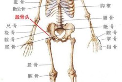胎儿股骨是哪（胎儿股骨是哪个部位）