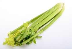 备孕期间可以吃芹菜吗（芹菜叶酸含量高吗）