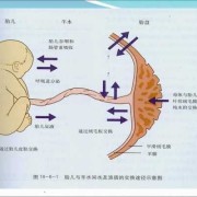 胎儿附属物包括（产力包括什么）