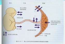 胎儿附属物包括（产力包括什么）