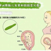 怀孕26周胎儿大小多少算是正常？请问正常的情况胎儿多大呢,二十六周胎儿有多大图片