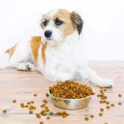 怀孕泰迪挑食的解决方法,孕期挑食严重怎么办