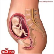 5个月的胎儿视频（5个月的胎儿视频大全）