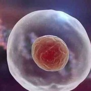 孕期卵巢排卵吗（孕期卵巢排卵吗会怀孕吗）