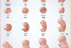 胎儿要多少周才出生（胎儿要多少周才出生）