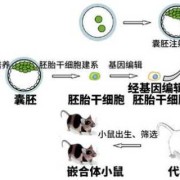 胎儿嵌合体（嵌合体是什么）