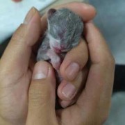 胎儿为什么停止发育（猫咪生产生出来的是空囊和没发育好的死胎是怎么回事）