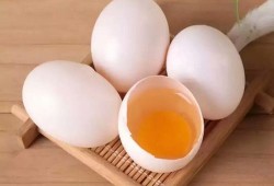 孕期吃鸽子有什么好处（孕妇一天吃几个鸽子蛋？鸽子蛋好还是鸡蛋好）