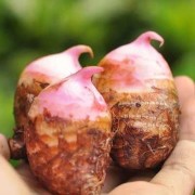 怀孕吃芋头对胎儿好吗（孕妇可以吃红芽芋吗）