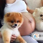 孕期可以养狗吗,孕期可以养狗狗吗?