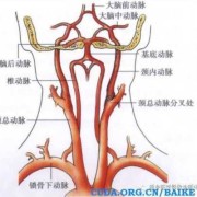 胎儿解剖（胎儿血管变异是什么原因）