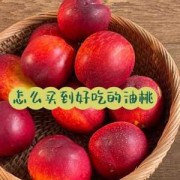 孕期吃油桃对胎儿好吗（几个月宝宝可以吃油桃）